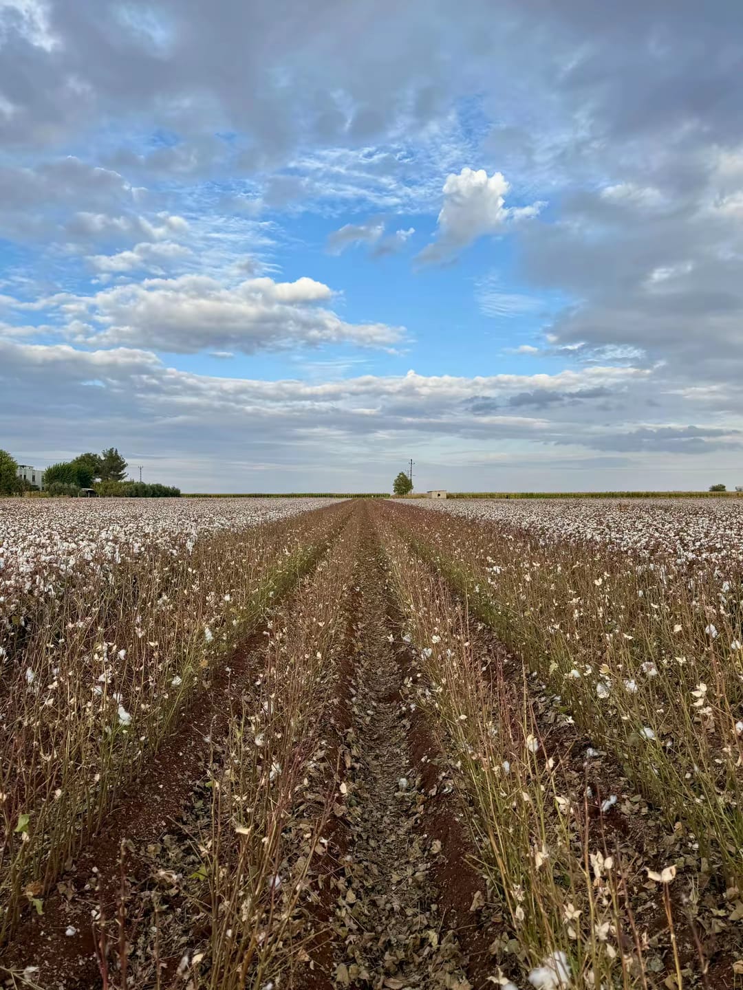 4 SIRA PAMUK TOPLAMA MAKİNESİ DEPOLU - Görsel 2